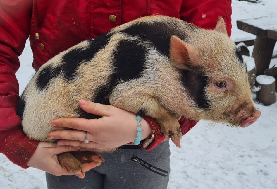 Gottingenské miniprasiatka - 6