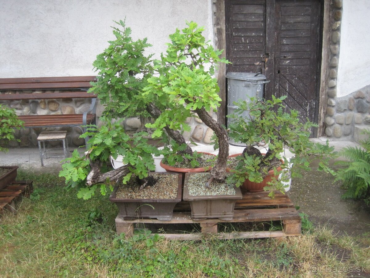bonsai,bonsaj-hrab 15 - 6