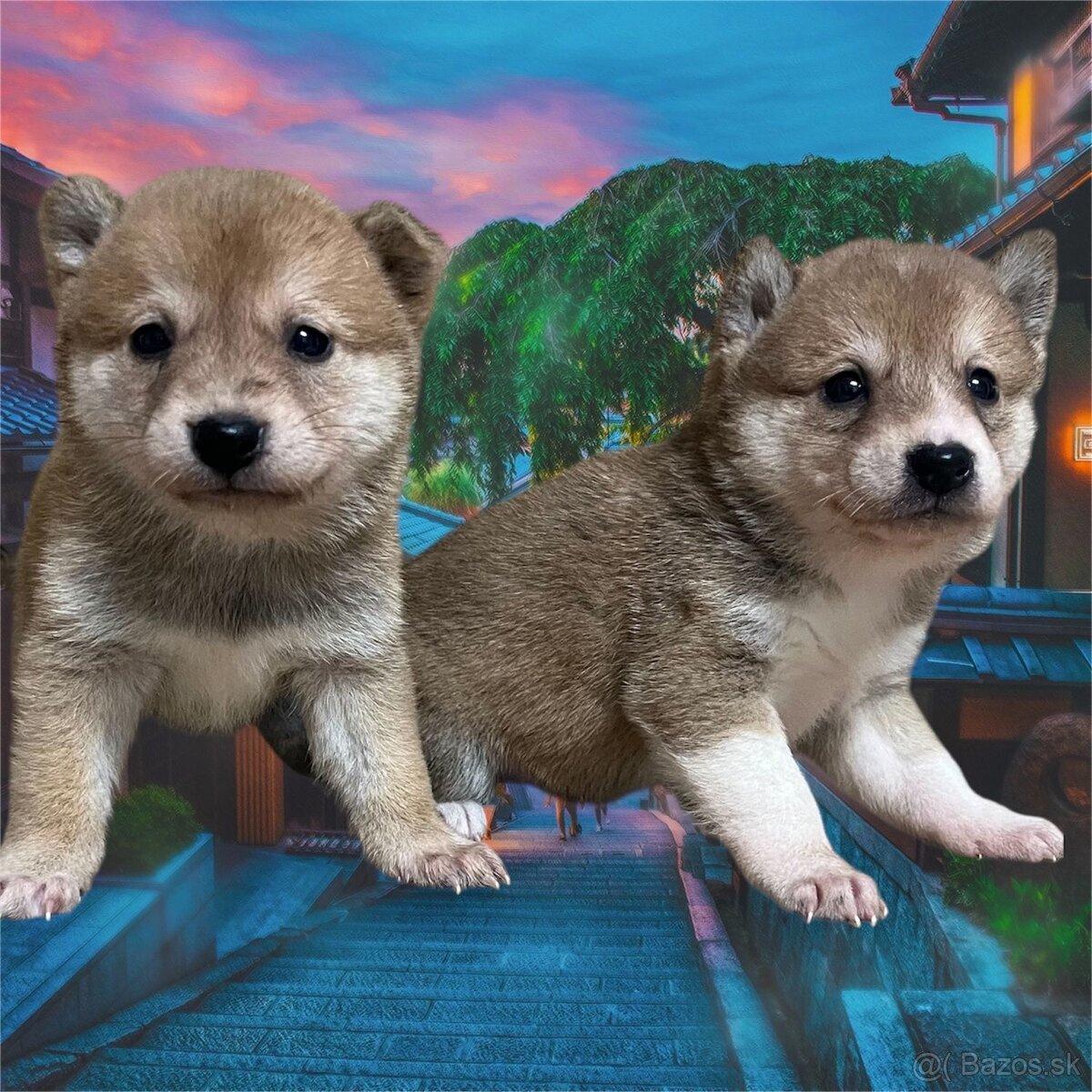 Shiba inu, šiba inu - 6