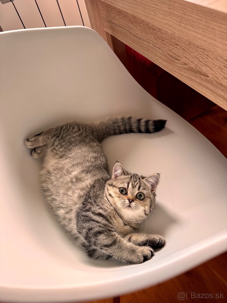 Škótska klapouchá mačka s PP, scottish straight - 6