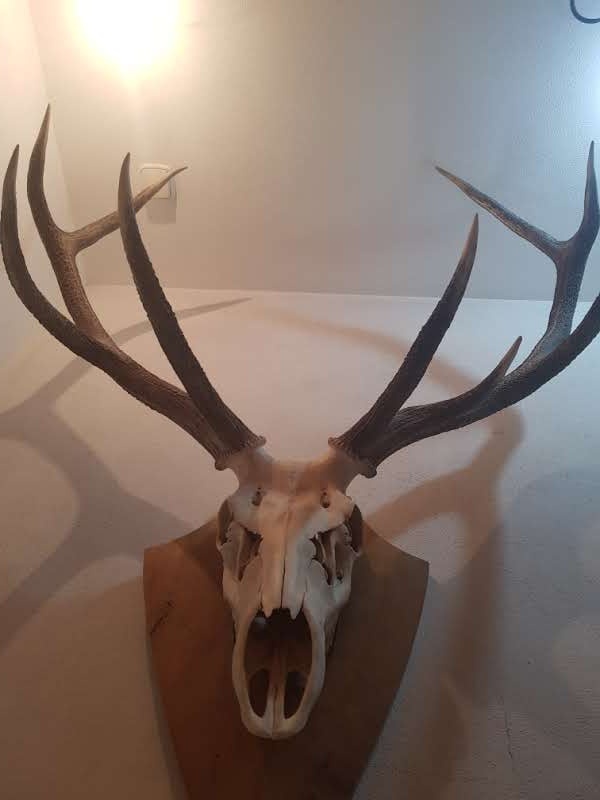 Predám jelenie parohy - 6