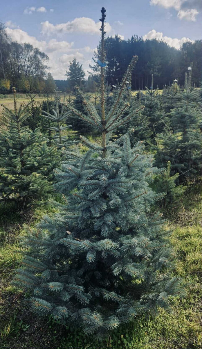 Strieborný smrek v kvetináči 1,20–1,60 Jedľa kaukazská, vian - 6