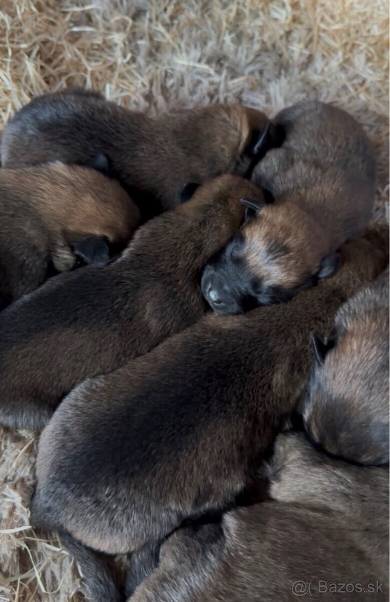 Belgický ovčiak - Malinois - 6