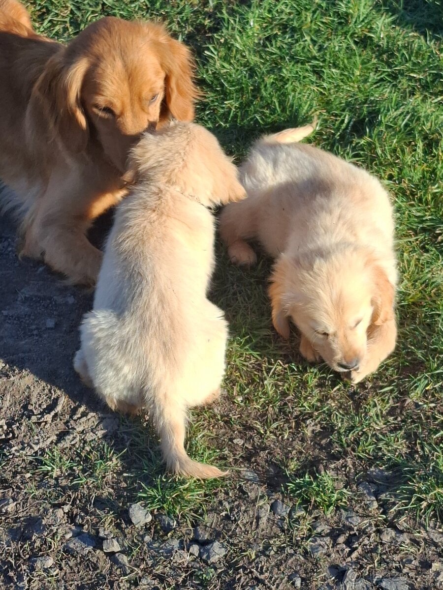 Zlatý retriever - 6