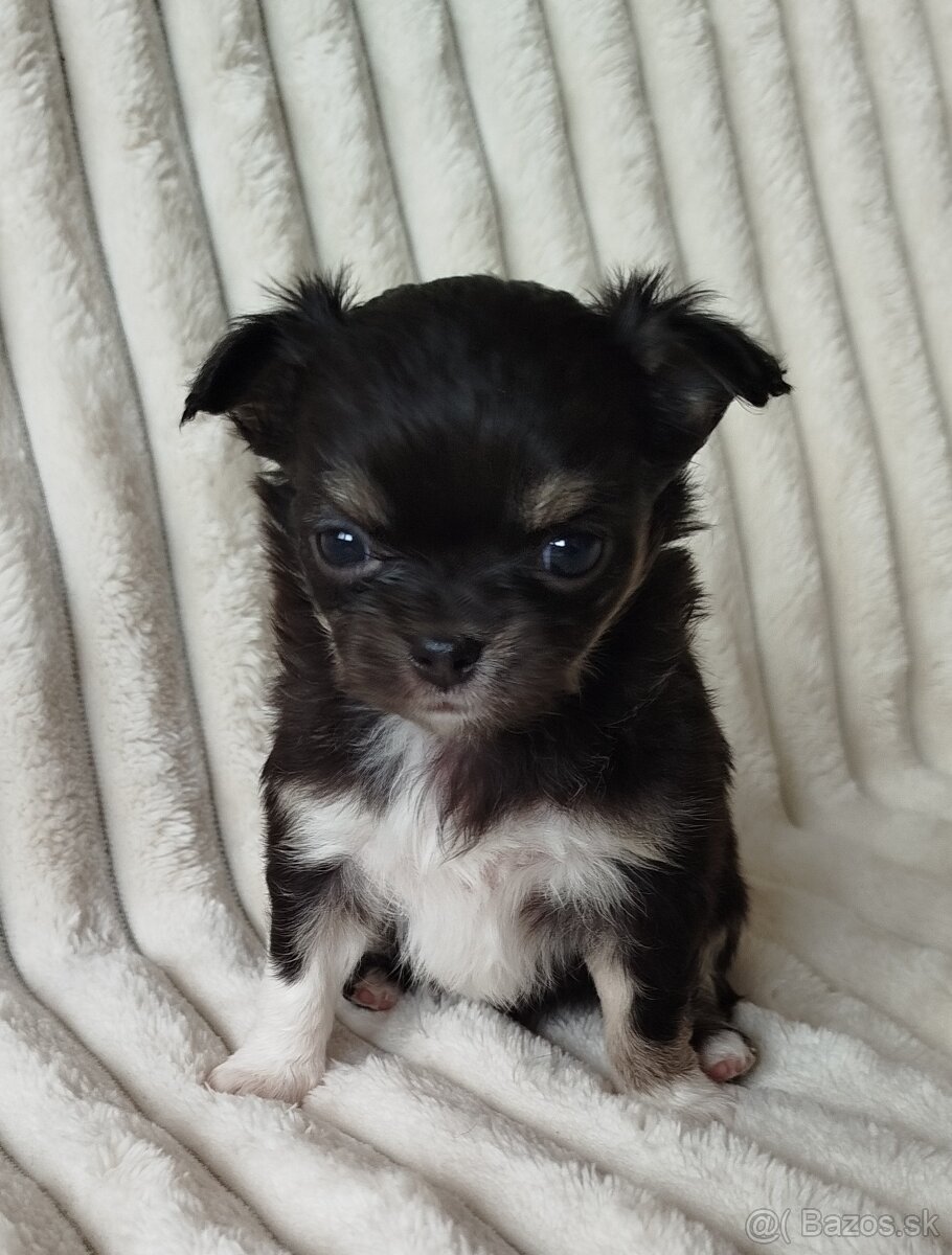 Čivava mini sučka dlhosrsta - 6