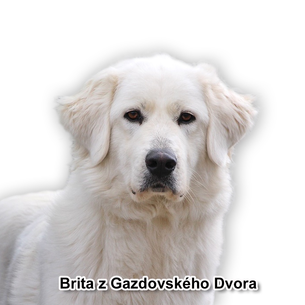 Slovenský čuvač - 6