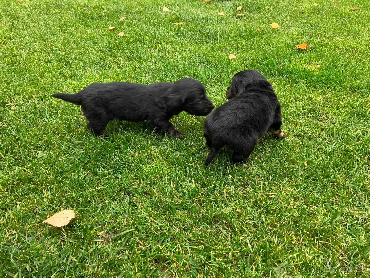 Jazvecik Dlhosrsty - 6