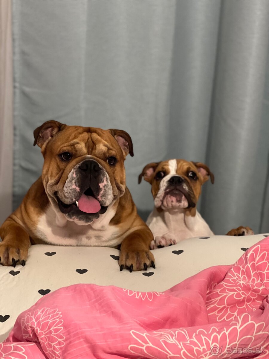 Anglicky Bulldog s PP na KRYTIE, buldog, Buldok , - 6