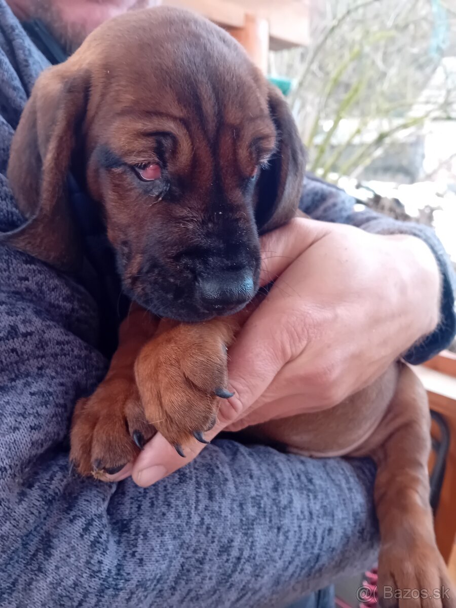 Bavorský farbiar - 6