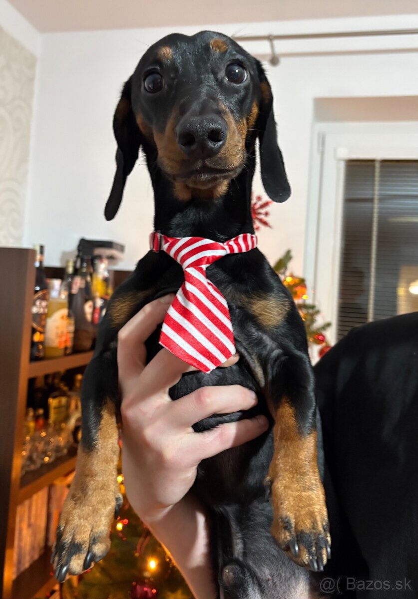 Jazvečík na krytie - 6