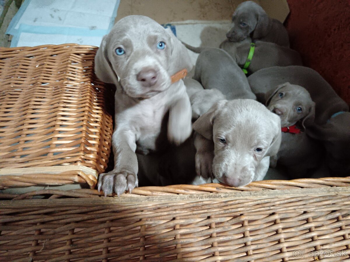 Weimarsky stavač - 6