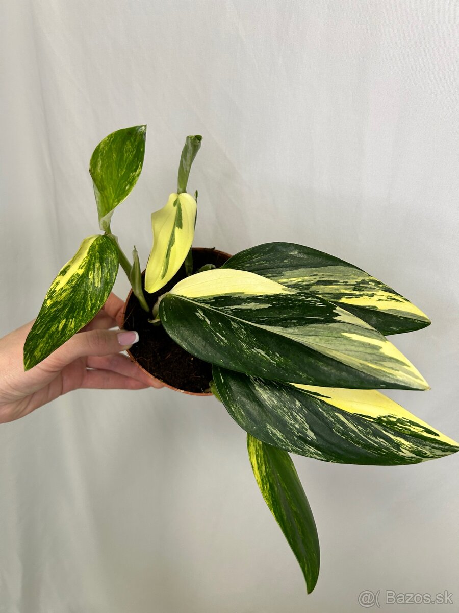 Monstera standleyana variegata - 6