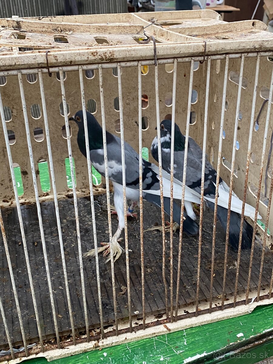 Predám holuby - 6