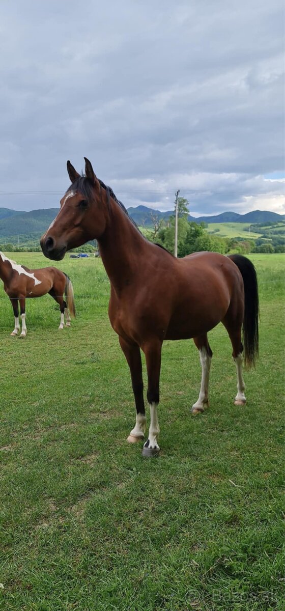 Krásna arabská kobylka na predaj - 6