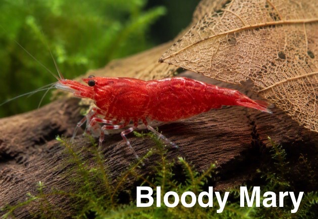 KREVETKY NEOCARIDINA - 6