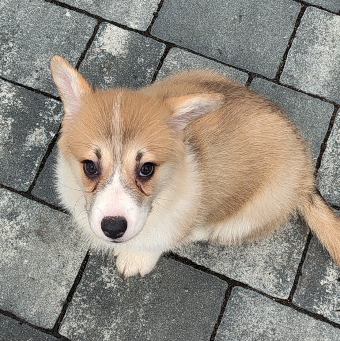 Welsh Corgi Pembroke - 6