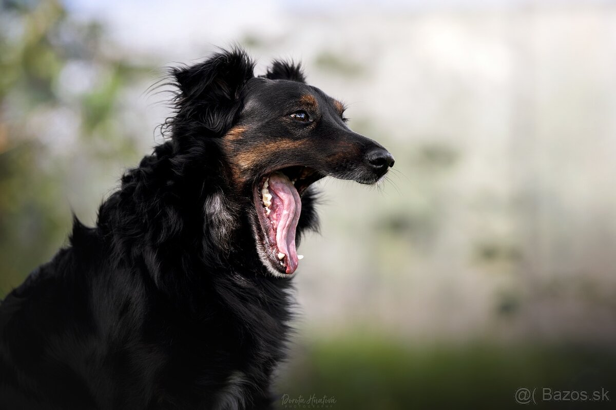 Darujem spoločníka a strážcu Luisa - hrozí návrat do útulku - 6