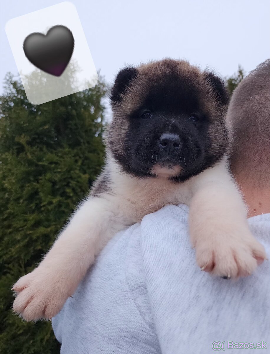 Americká akita s PP - 6