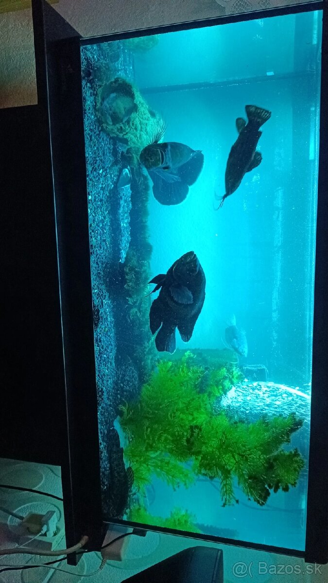 Astronotus ocellatus - 6