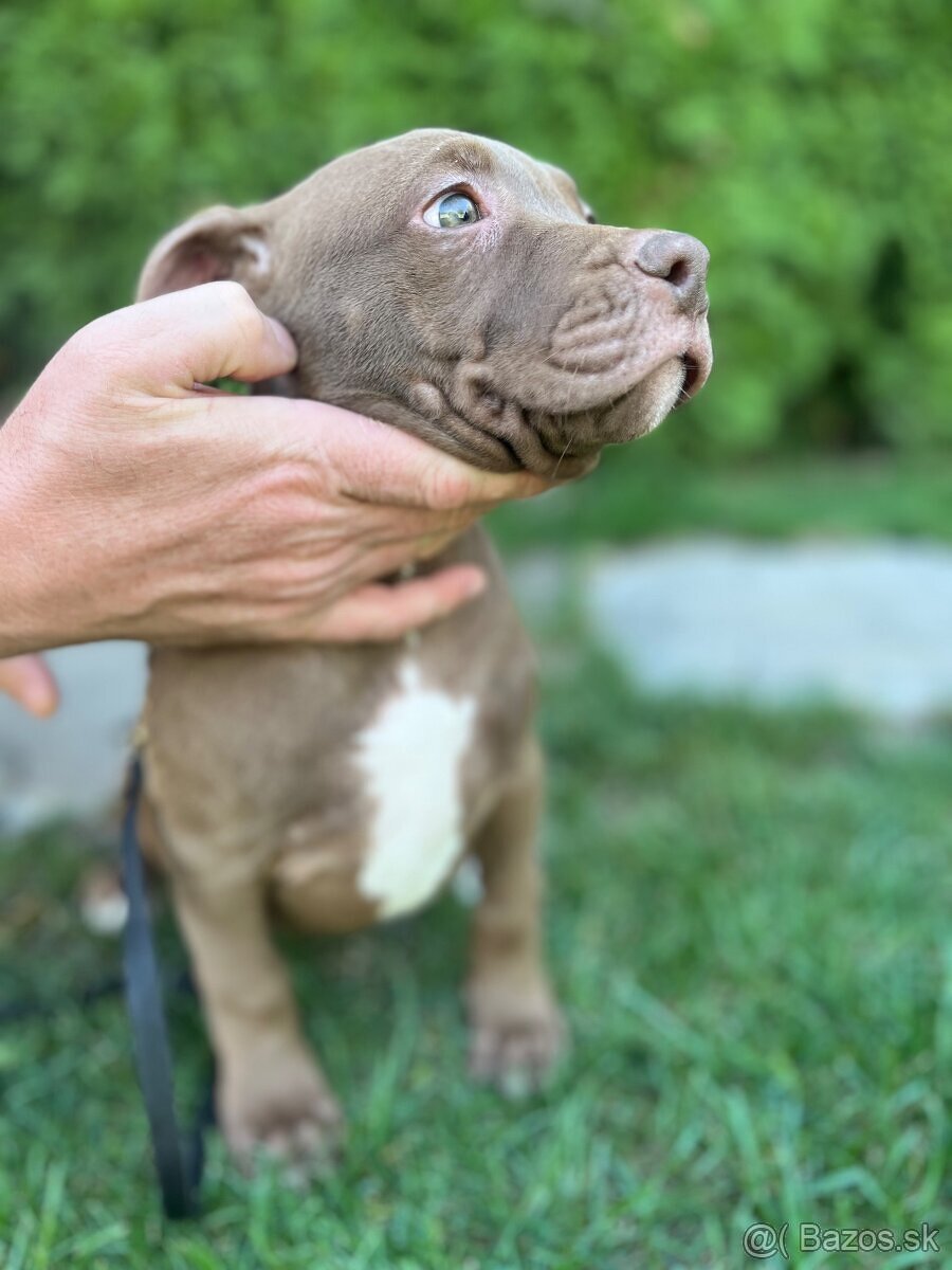 XL american bully puppies🥹 - 6