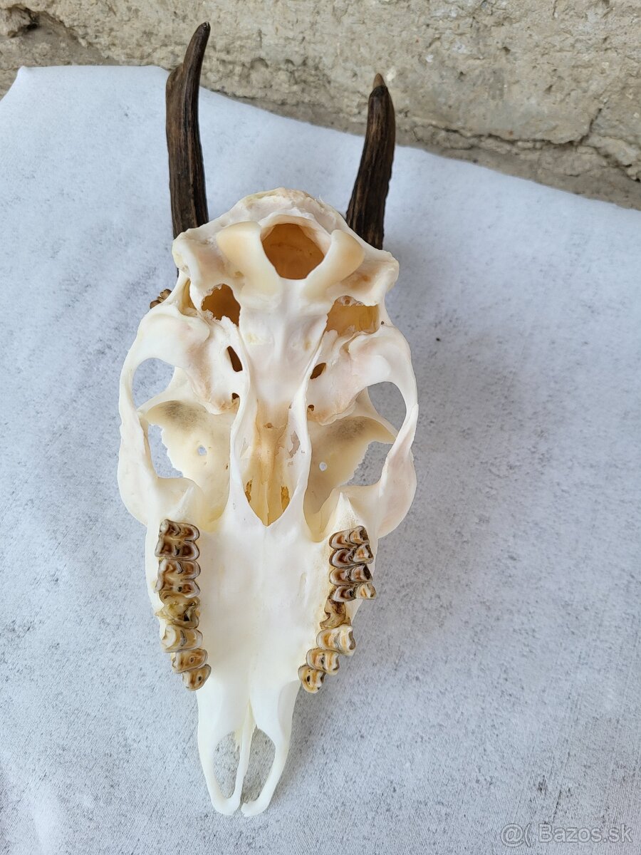 Úprava trofejí - 6