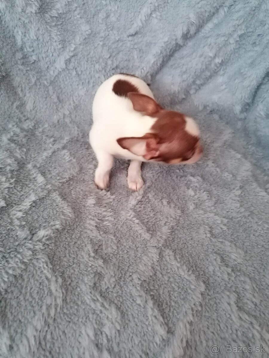 Čivava krátkosrstá - 6