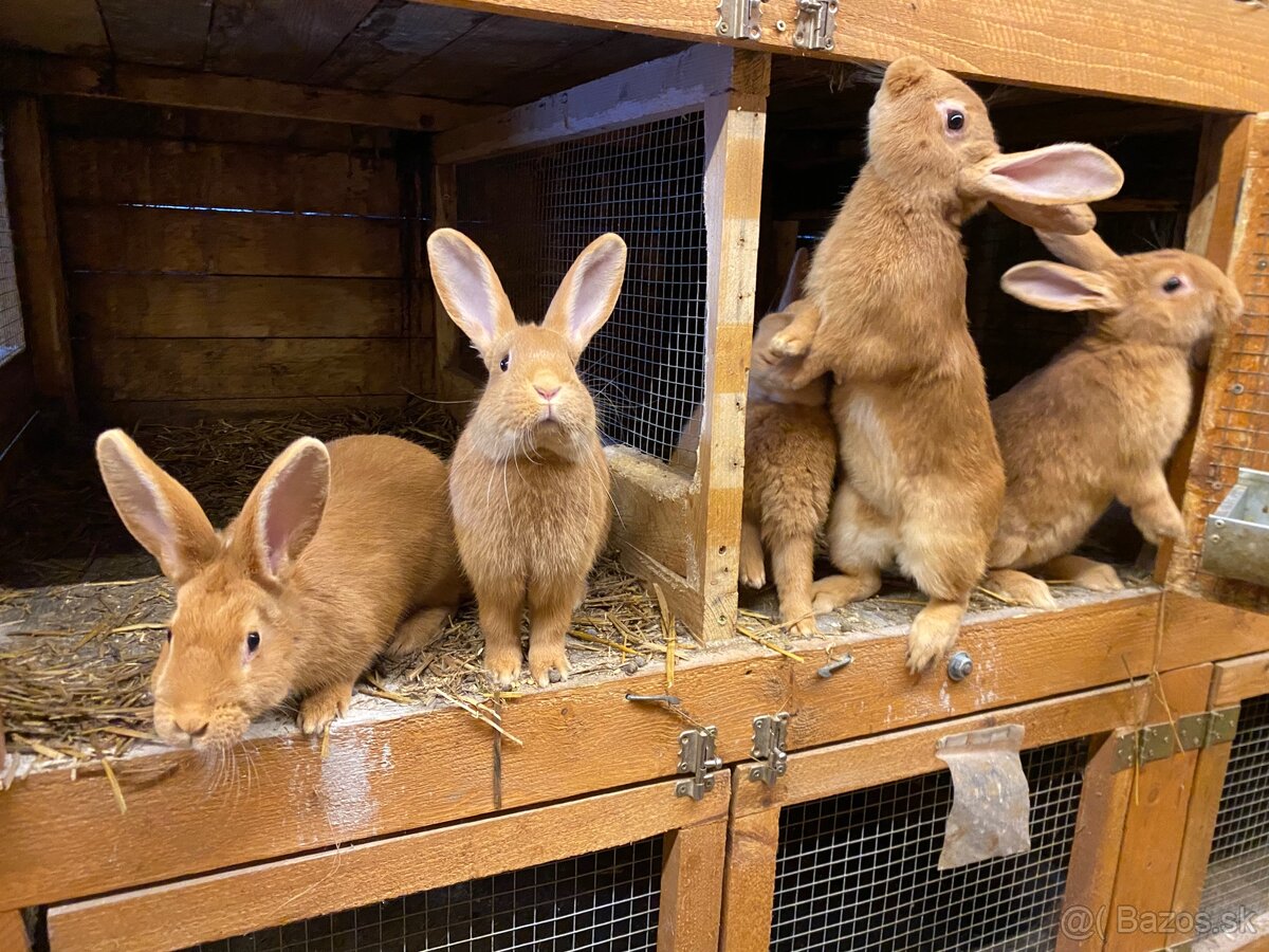 Burgundské králiky - 6
