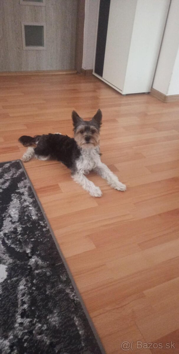 BIEWER YORKSHIRE - 6