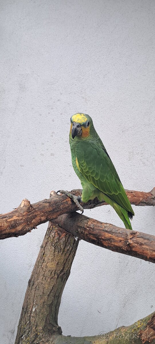 Predám samcov amazonana venezuelskeho - 6