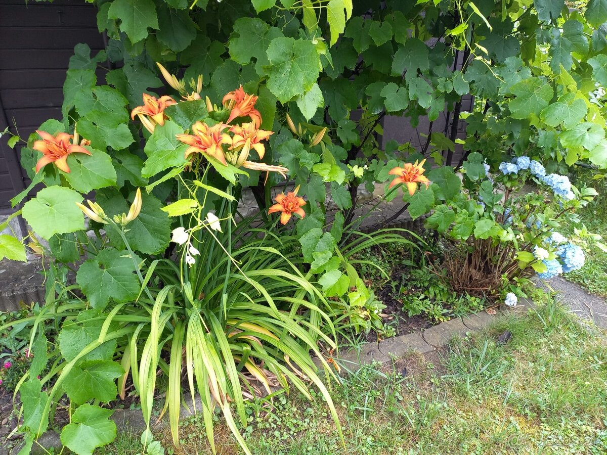 Chatka so záhradou na predaj, Kolónia Hviezda - 6