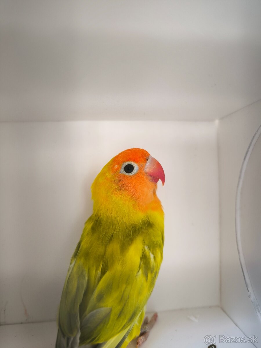 Predám papagáje - 6