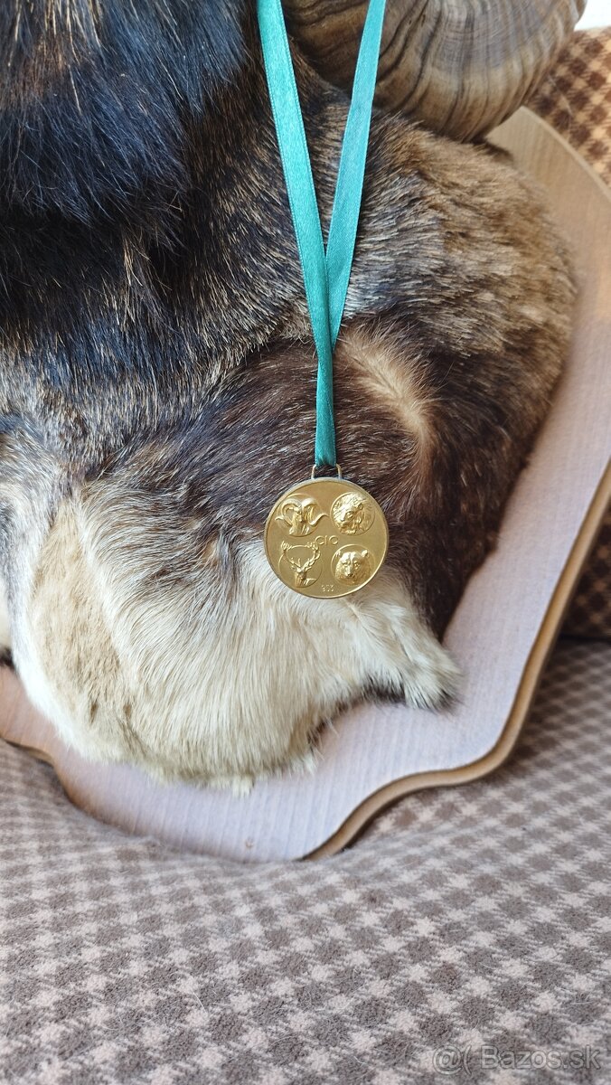 Predám preparát zlatého muflona. Parožie zhody trofeje. - 6