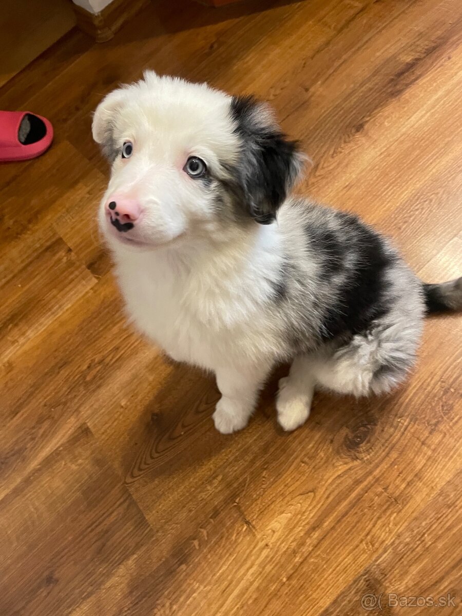 Border kólia šteniatko - 6