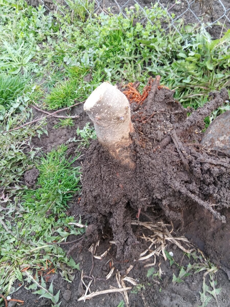 Semienka a podpniky Paulownie Shan Tong 100-kus - 6