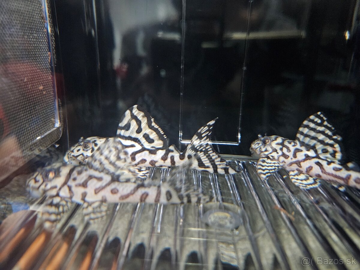 L 236 Super White - odchov - 6