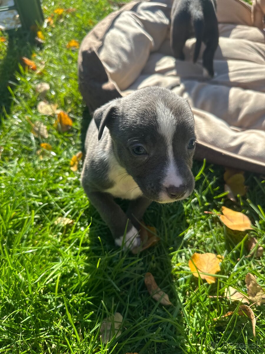 Šteniatka staforda - 6