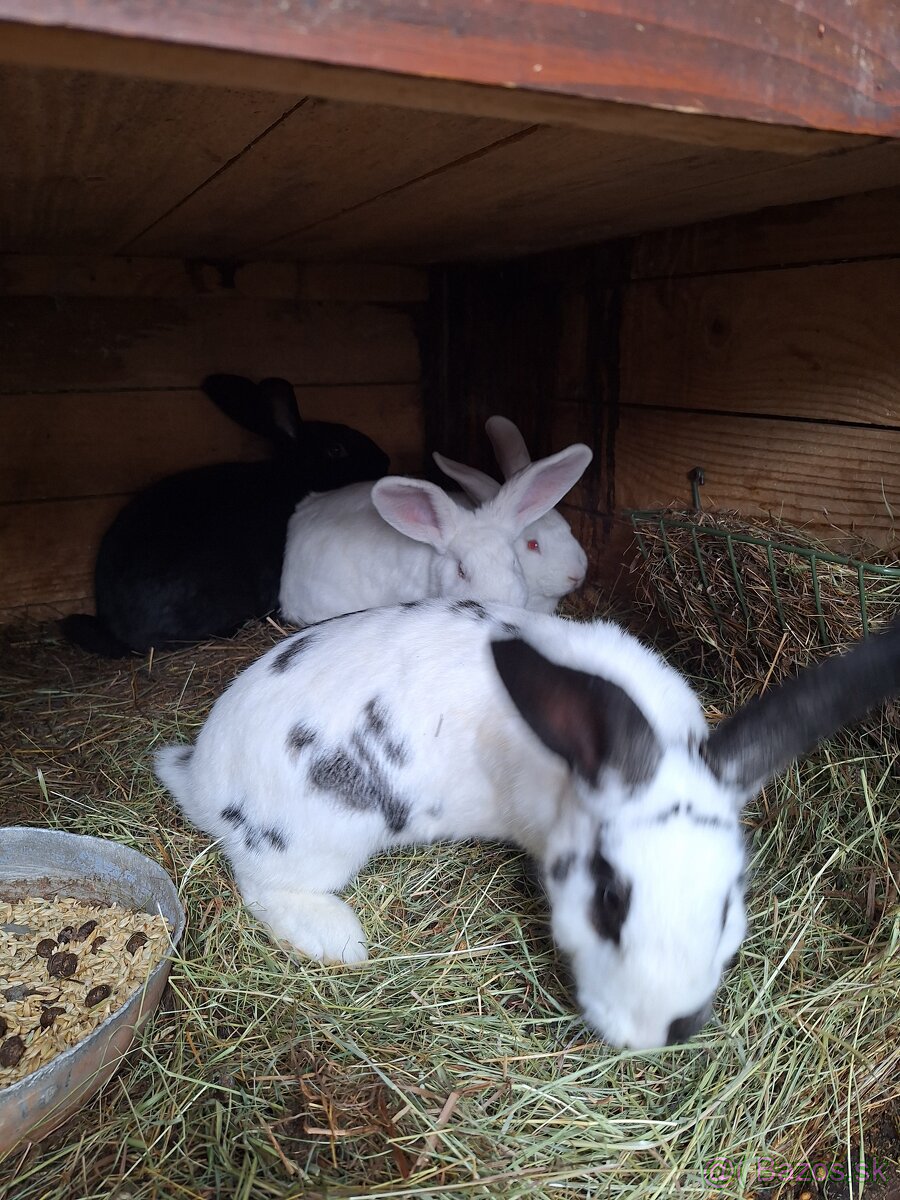 Predám krásne králiky . - 6