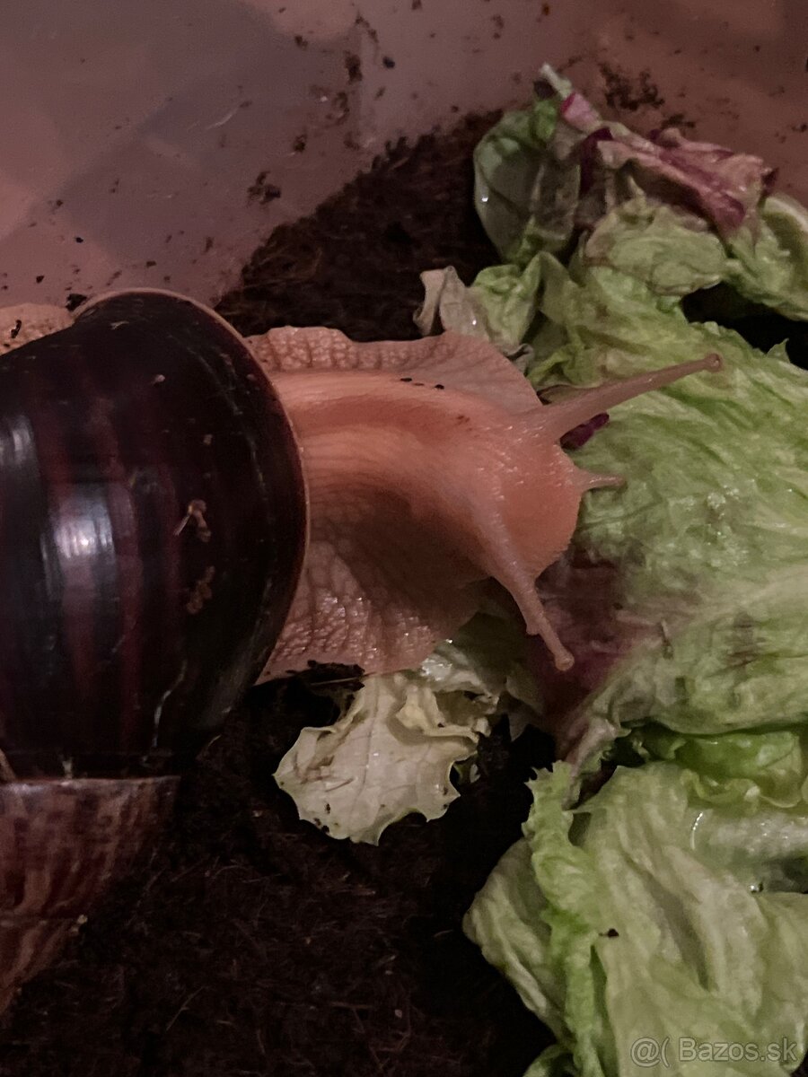 Slimák africký - 6