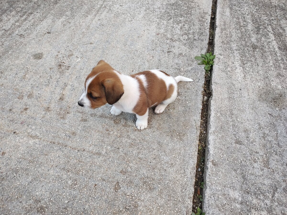 predám Jacky Russel Terier - 6