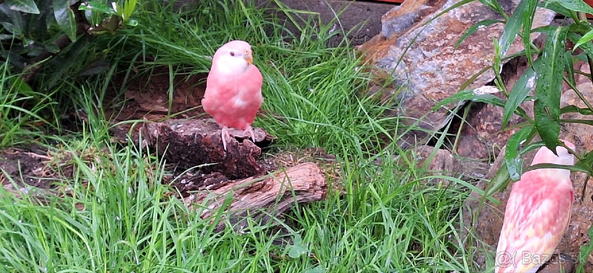 Neofema Bourkova Rubino - 6