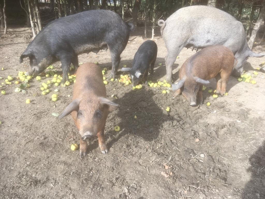 Mangalicia a durok - 6