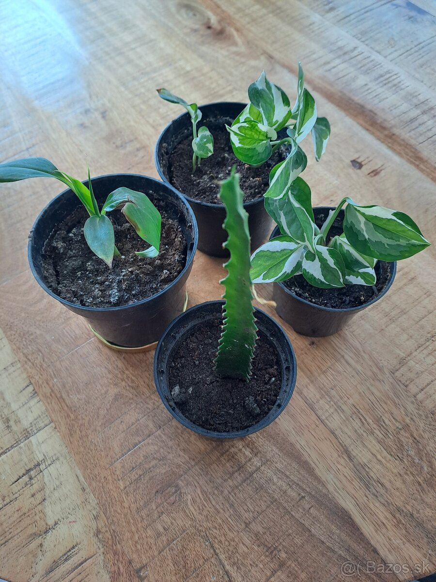 Izbové rastliny, sadeničky - 6
