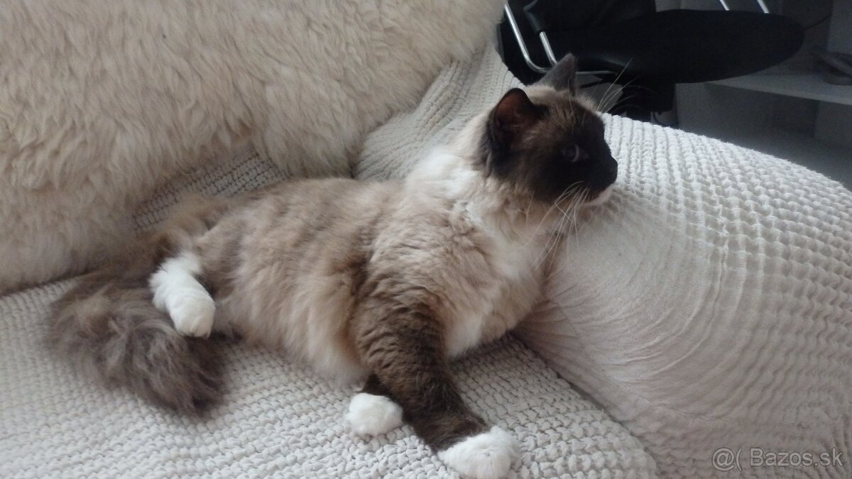ragdoll,radgoll na predaj len dospelé mačky - 6