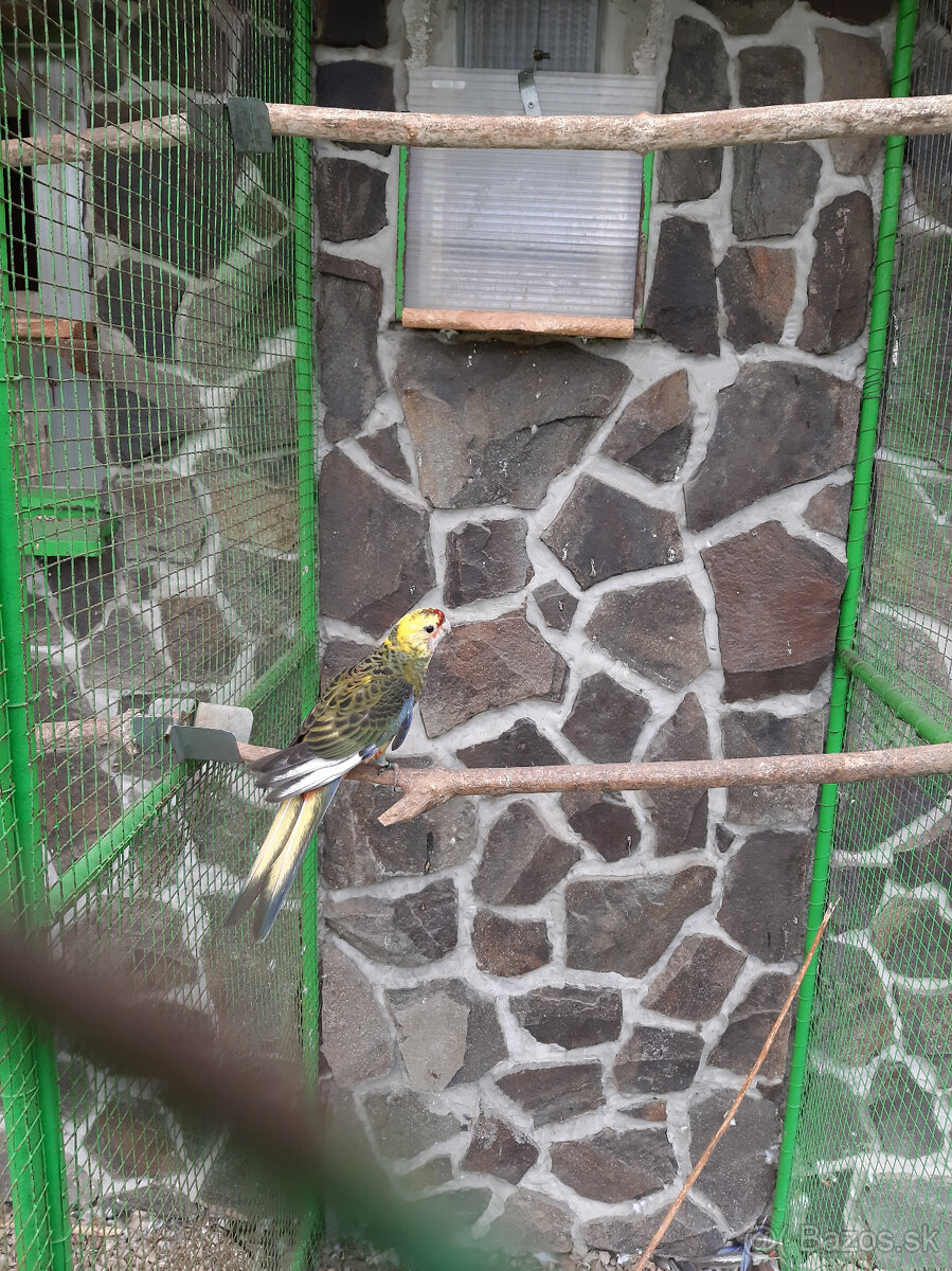 Penant červená straka - 6