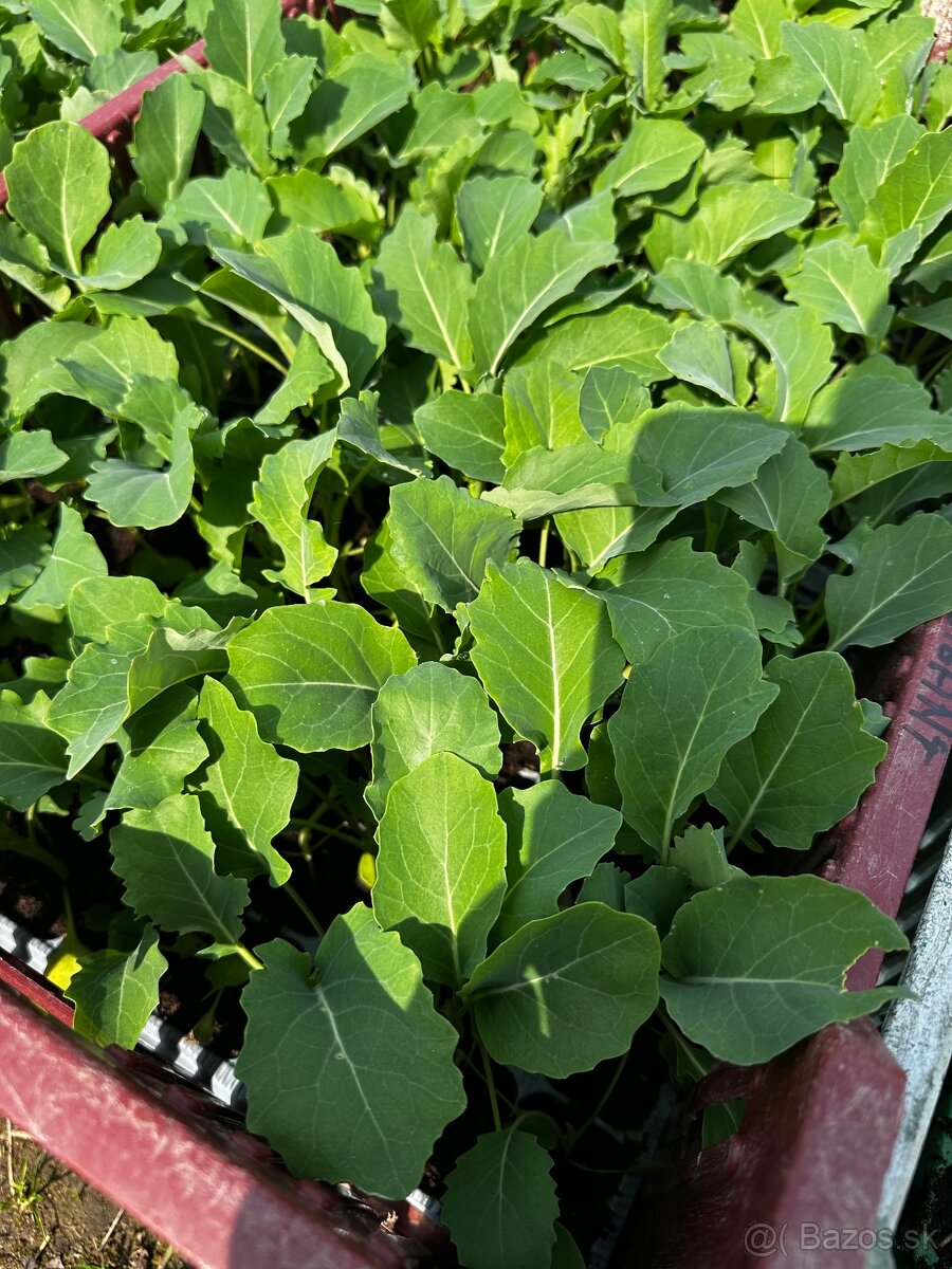 Priesady, planty - 6