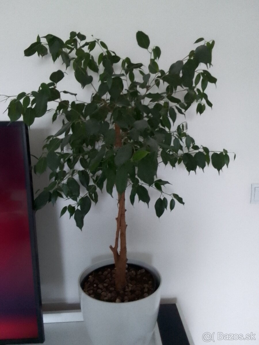 Slonia noha bananovnik kavovnik zamiokulkas fikus yuka - 6