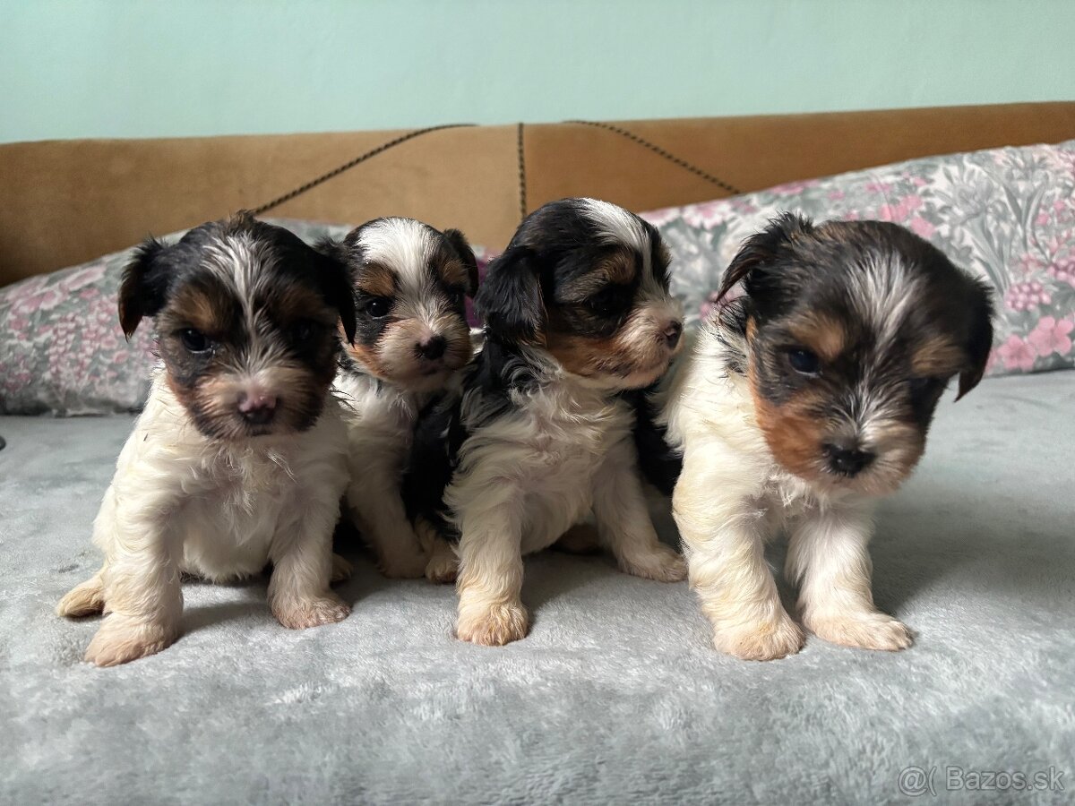 Biewer yorkshire terier - 6