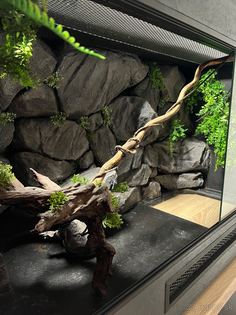 Terárium - 6