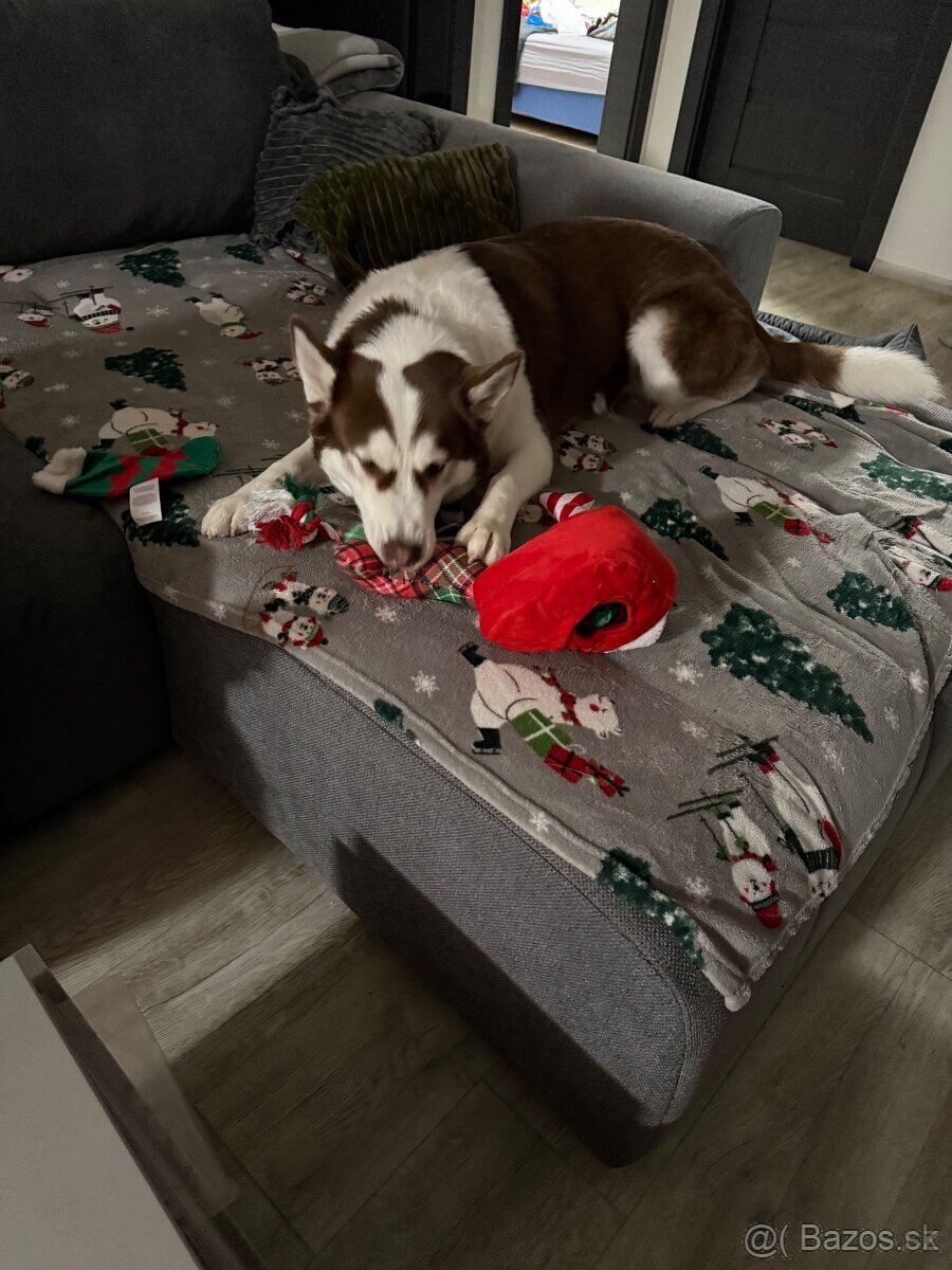 Husky šteniatka-rezervácia - 6