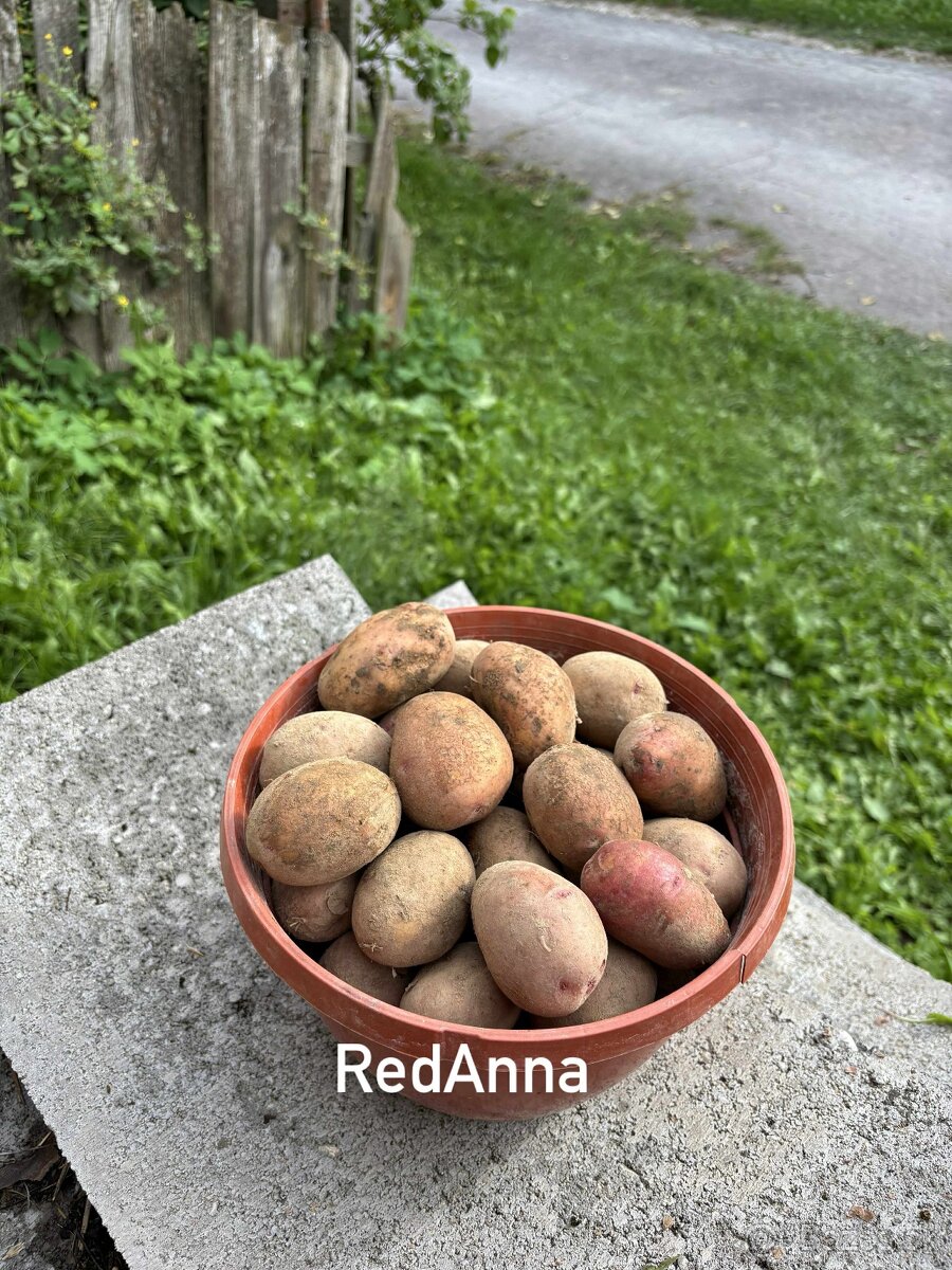 sadbove zemiaky sadba - 6